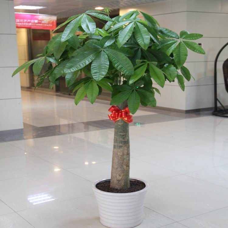 單支發(fā)財樹