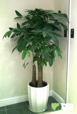 三支發(fā)財樹2