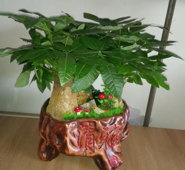 發(fā)財樹盆景