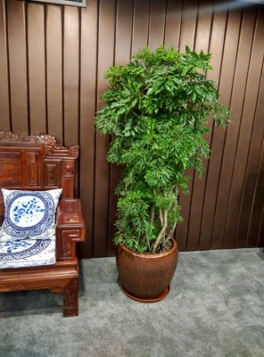 細(xì)葉福祿桐