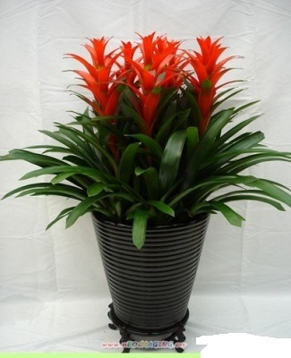 鴻運(yùn)當(dāng)頭