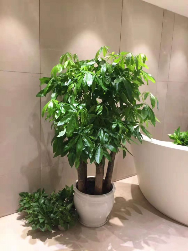 五支發(fā)財(cái)樹(shù)