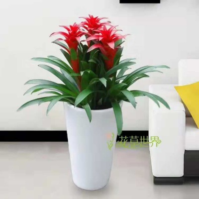 鴻運(yùn)當(dāng)頭