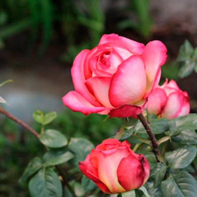 月季怎么過冬 月季冬季澆水方法和注意事項(xiàng)