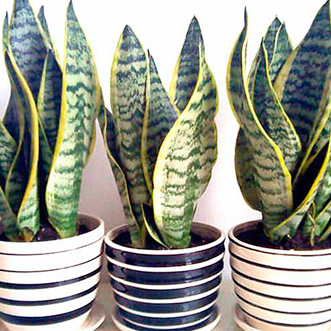 虎皮蘭適合放在臥室嗎 虎皮蘭放在臥室養(yǎng)好嗎