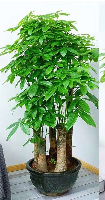 五支發(fā)財(cái)樹(shù)