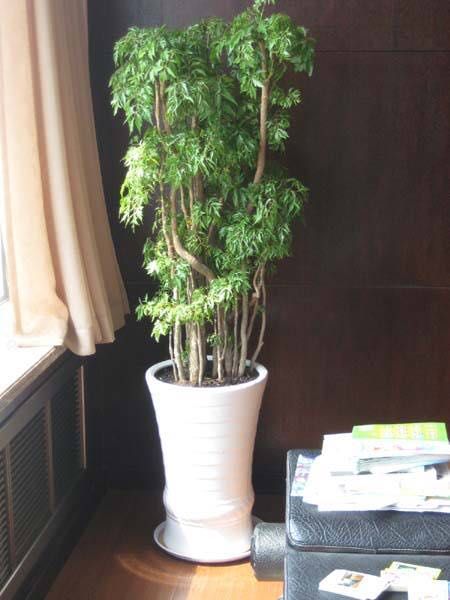 細(xì)葉福祿桐