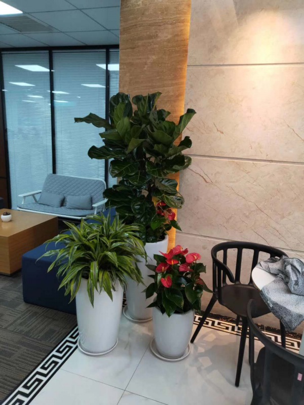 藝術(shù)組合盆景