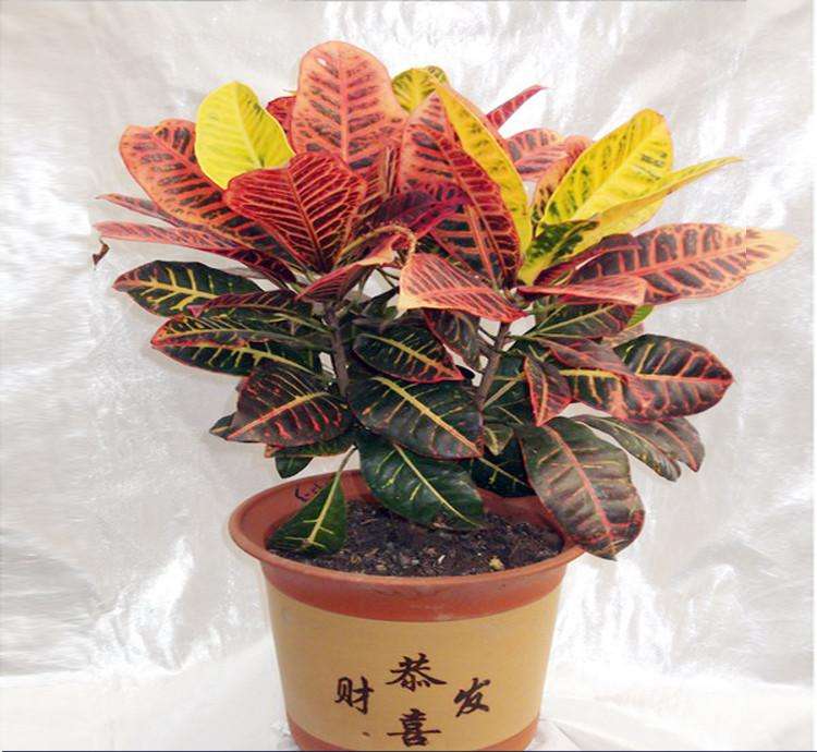 中型室內(nèi)植物