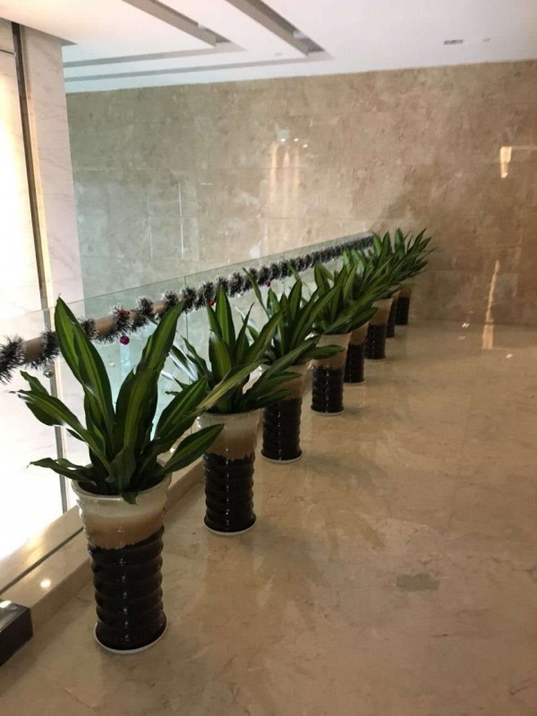 中型室內(nèi)植物