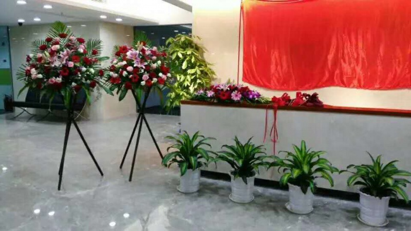 中型室內(nèi)植物