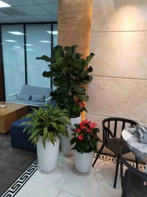 藝術(shù)組合盆景