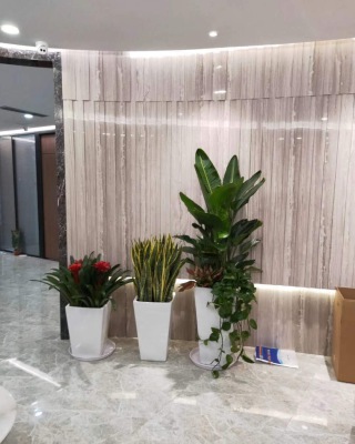 藝術(shù)組合盆景