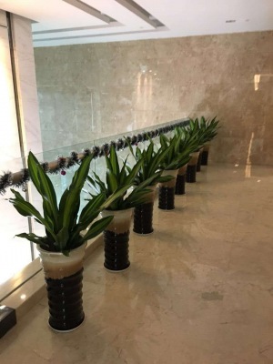 中型室內(nèi)植物