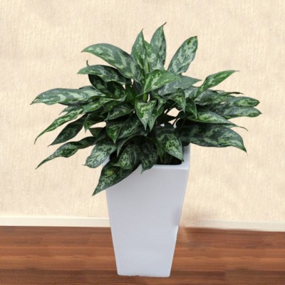 中型室內(nèi)植物