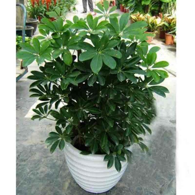 中型室內(nèi)植物