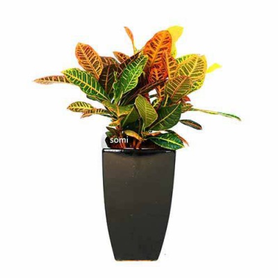 中型室內(nèi)植物