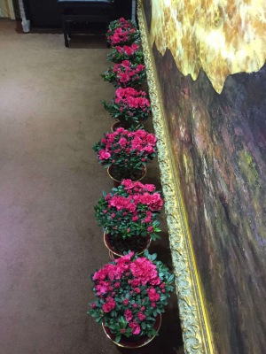 中型室內(nèi)植物